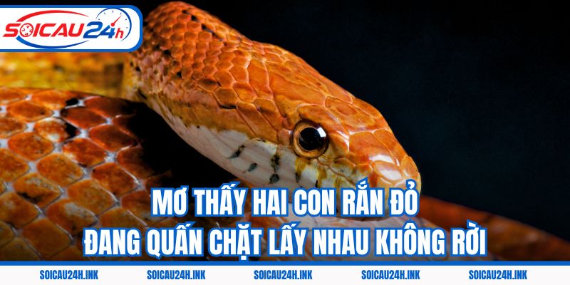 Mơ thấy hai con rắn đỏ đang quấn chặt lấy nhau không rời