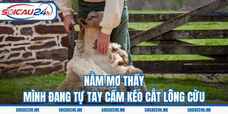 Nằm mơ thấy mình đang tự tay cầm kéo cắt lông cừu